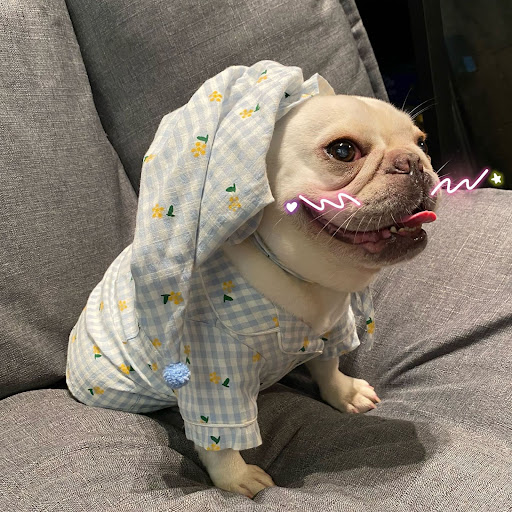 Title 3, Clothes for Dogs Cats Favs Teddy Schnauzer. Pro...
