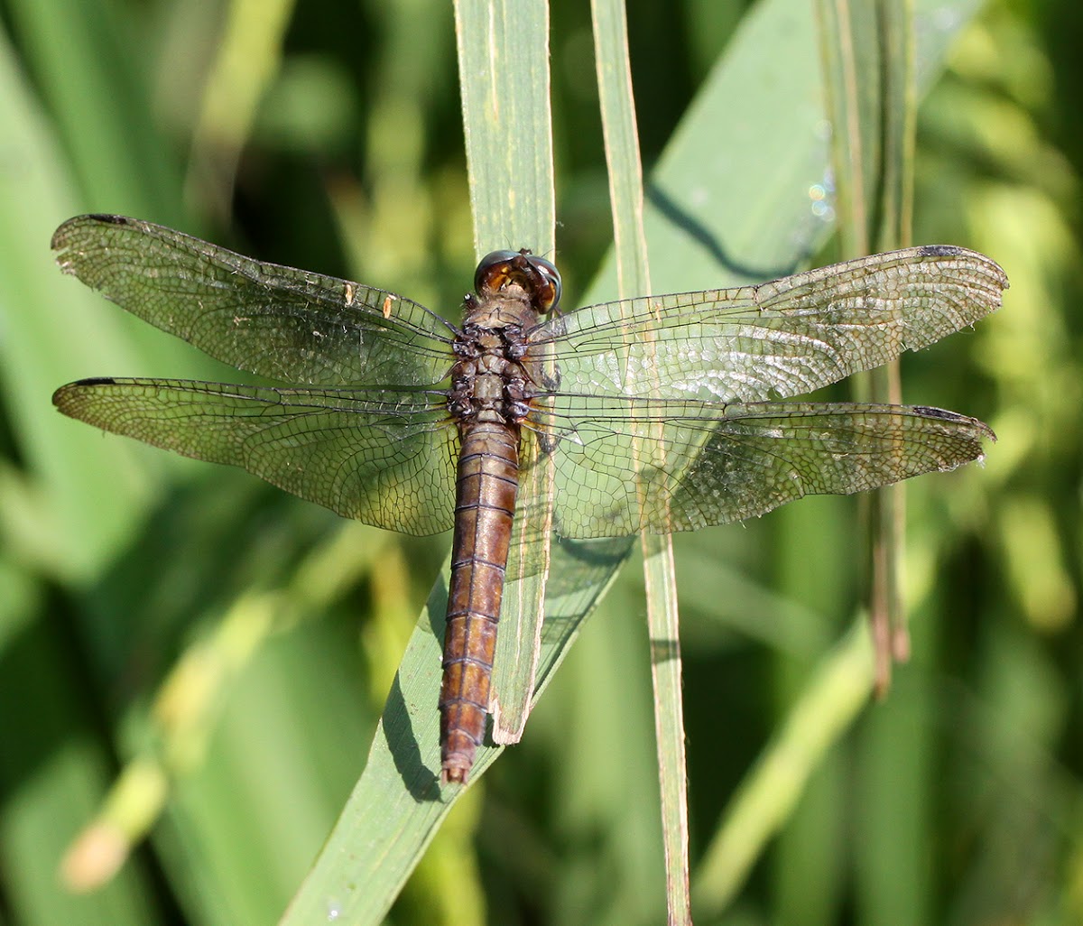 Dragonfly