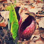 Skunk Cabbage