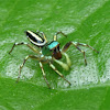 Shiny jumping spider