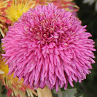 Chrysanth