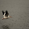 American-white pelican