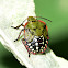 Green stink bug nymph