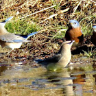 Eastern bluebirds