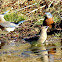 Eastern bluebirds