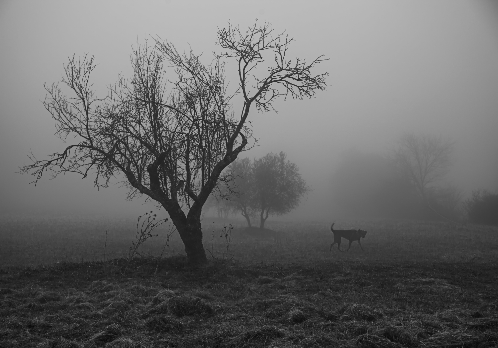 Nebbia di Caterina Brillante