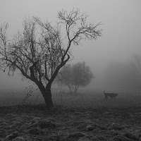 Nebbia di 