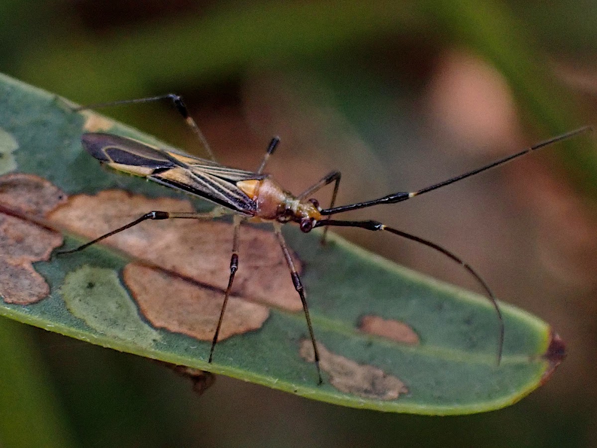 Mirid bug