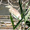 Squacco Heron; Garcilla Cangrejera