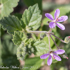 Mediterranean Stork's-bill