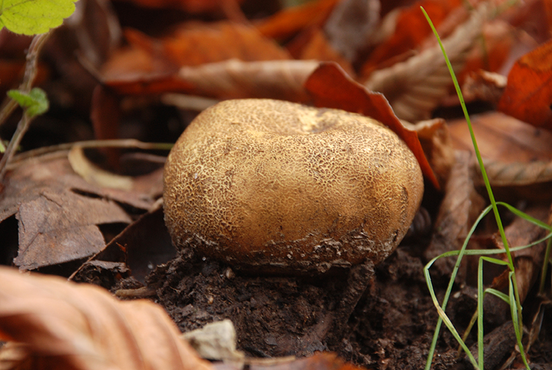 Umber-brown puffball,