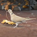 Eurasian collared dove