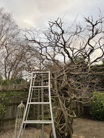 Wisteria and fruit tree pruning  album cover