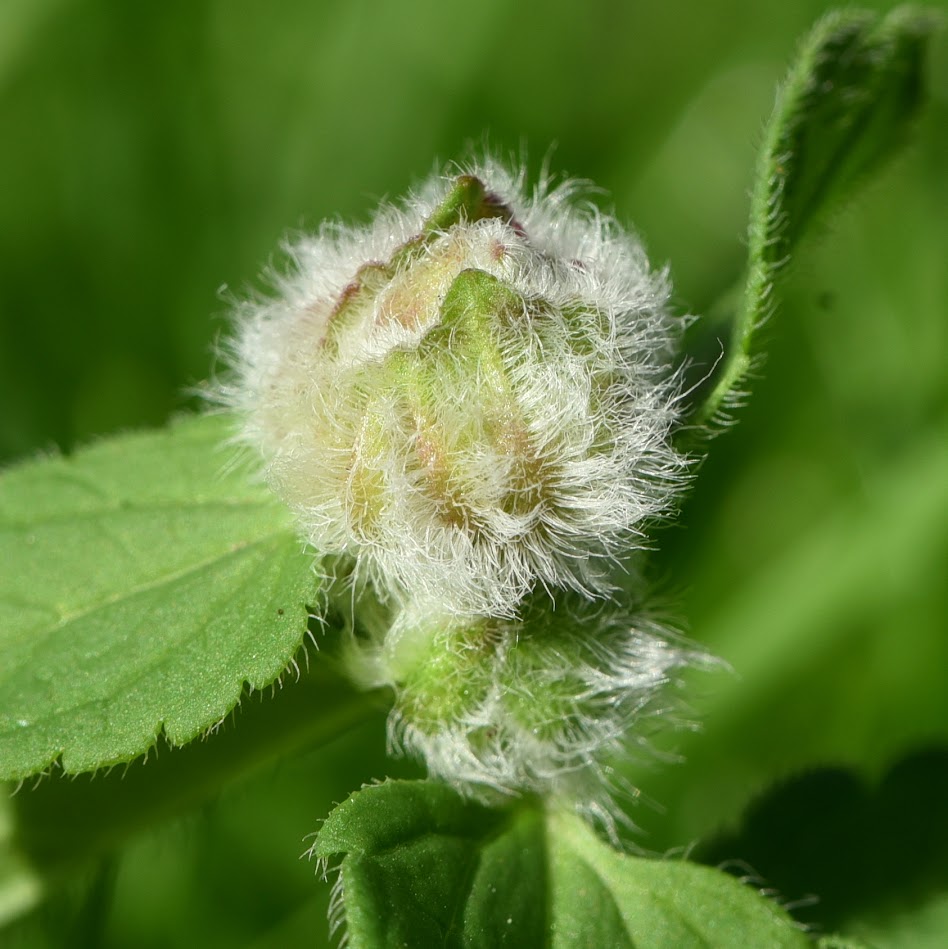 gal van Gewone ereprijsgalmug - Jaapiella veronicae