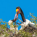 Saddle-Billed Stork