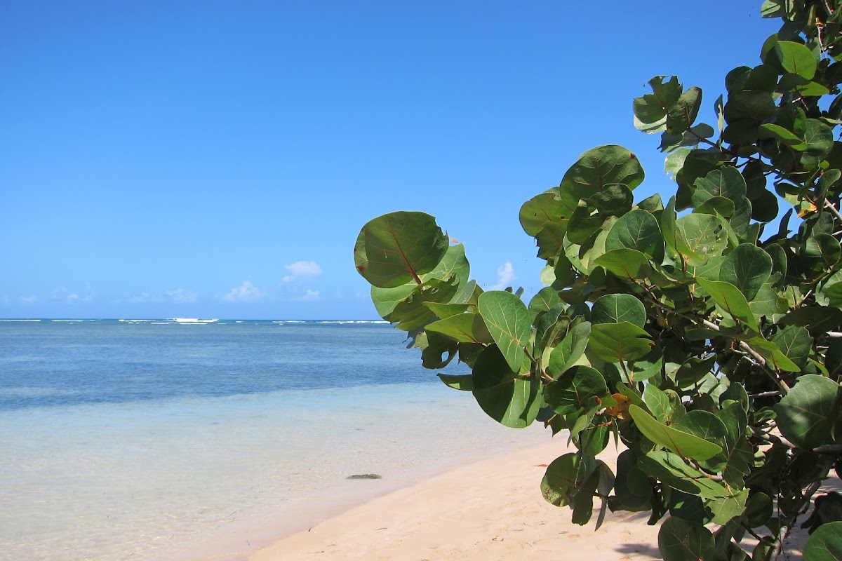 sea grapes