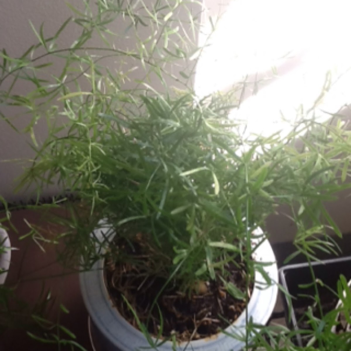 Asparagus fern