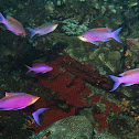 Princess Anthias