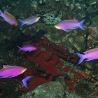 Princess Anthias