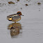 Common Teal