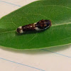 Giant Swallowtail Butterfly ( Caterpillar )