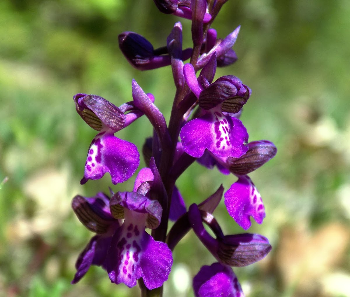 Green-winged orchid