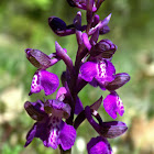 Green-winged orchid