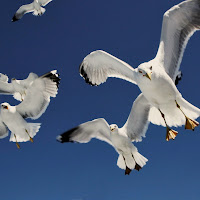 Seagulls di Ginko