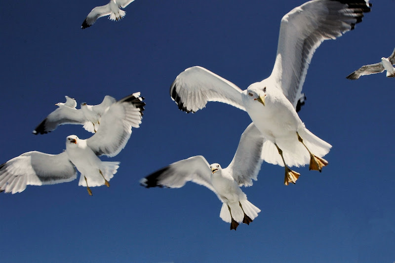 Seagulls di Ginko