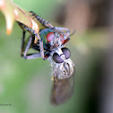 Robber Fly