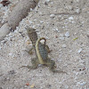 Curly-tailed Lizard or Lion Lizard