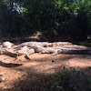 Crocodiles