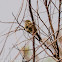 Reed Warbler; Carricero Común