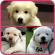 Download Free Wallpapers Puppy Dog For PC Windows and Mac 1.0.0