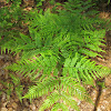 Bracken Fern