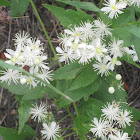 Western White Clematis