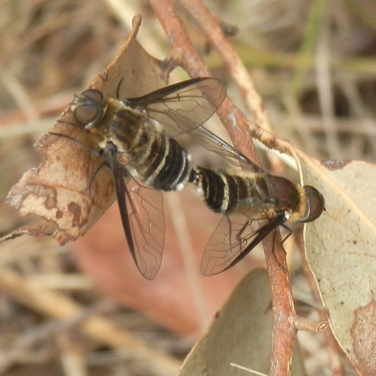 Villa Beeflies mating