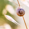 white garden snail