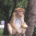 Toque macaque