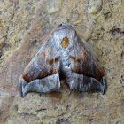 Moth - Menevia plagiata