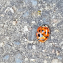 Ladybug