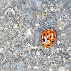 Ladybug