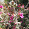 Teucrium divaricatum