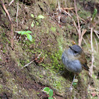 Black-headed Nightingale-Thrush