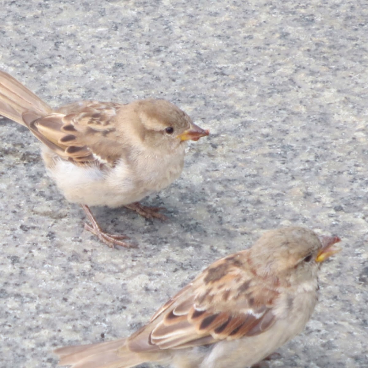 House sparrow