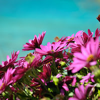 Naturalmente Magenta di utente cancellato