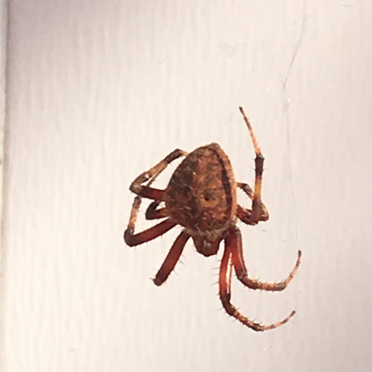 Spotted Orbweaver