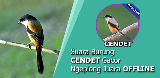 Suara Burung Cendet Juara Apps On Google Play
