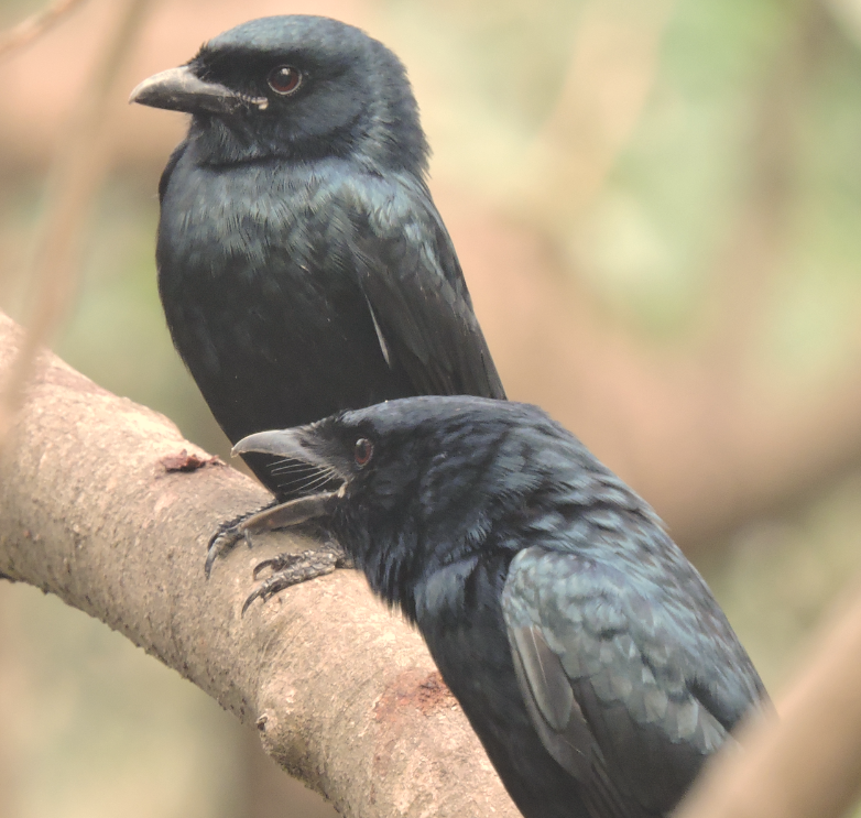 Black drongo