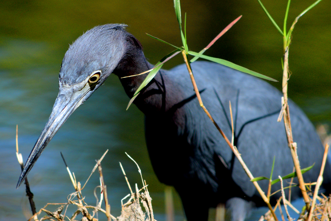 Little Blue Heron